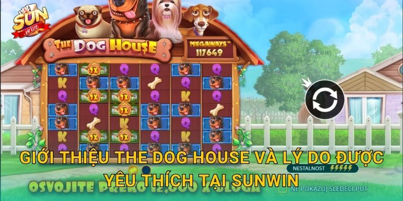 The Dog House Sunwin – Ngôi Nhà Cún Cưng Chứa Đầy Kho Báu Bất Ngờ 2 Giới Thiệu The Dog House Và Lý Do Được Yêu Thích Tại Sunwin
